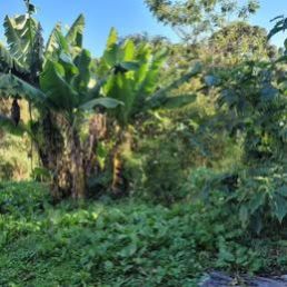 Terreno/Lote  venda  no Abranches - Curitiba, PR. Imveis
