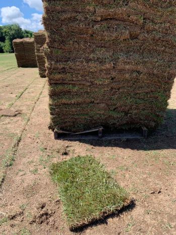 Grama esmeralda para curitiba e regio . Para a sua casa